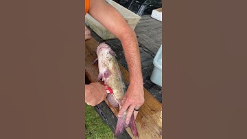 How to clean a channel catfish
