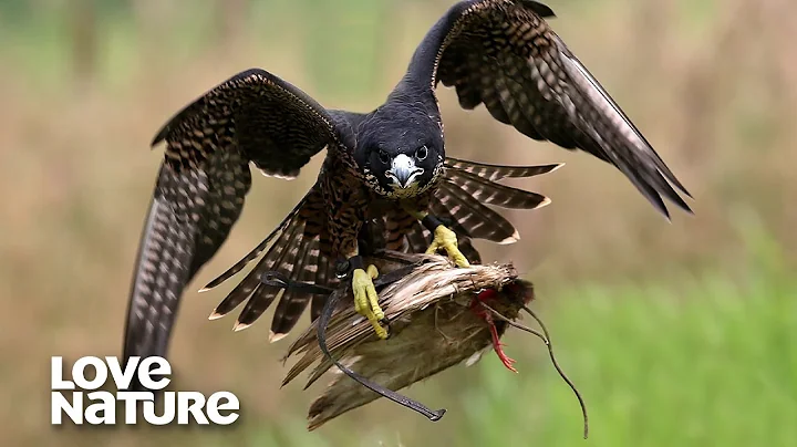 The FASTEST Animals on Earth | Peregrine Falcon, Mako Shark, Cheetah