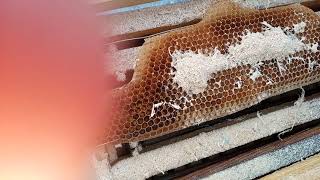 27 غشت 2021 أسرار تربية النحل : كيف نحافظ على براويز شمع العسل من دودة الشمع بنجارة الخشب الرقيقة
