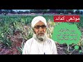 موڈھی کماند میں شگوفے سفید ہونے سے کیسے بچا جائے