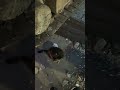 Menekşe yuvasız kaldı
