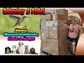 Unboxing a Pallet of Bees, Hummingbirds, cats &amp; dogs - What in the world is happening?