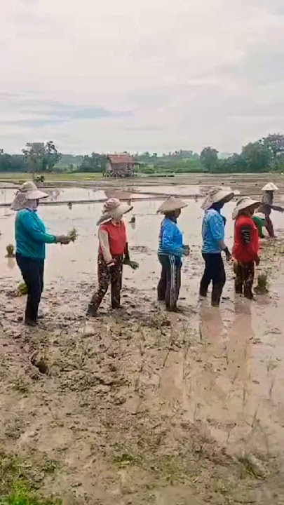 Joged rame' di sawah #shortsfeed