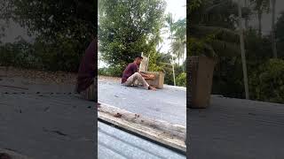 The most effective civet trap #shorts #shortvideo #animals
