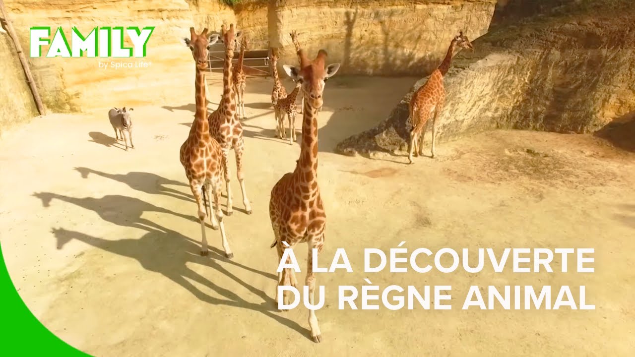 Parcs zoologiques : à la découverte des animaux sauvages