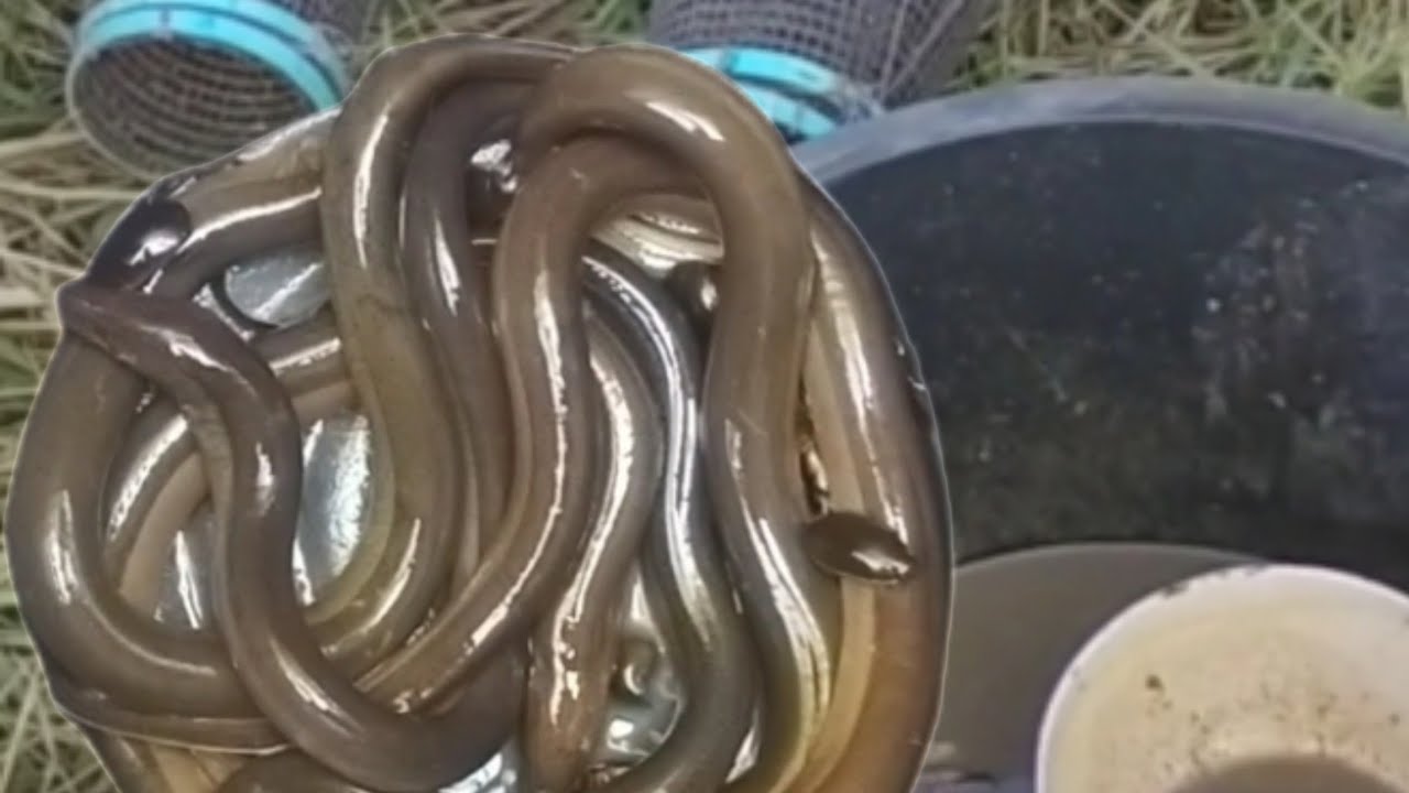 #ดักตุ้มปลาไหล เปิดฤดูกาลหมายอ่างเก็บน้ำ ครั้งแรกของปี