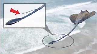 The Stingray Shuffle