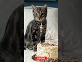 #cat #aiandcats #happybirthday #aicats #birthday #animalintelligence #cake #cats #cute #kitten #o