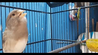 Suara Burung Kenari Ngoceh Gacor Ngeroll buat Pancingan Kenari agar Cor Gacor