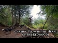 MTB With My Dogs | Chasing Flow Through the Redwoods