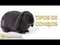 Tipos de conejos