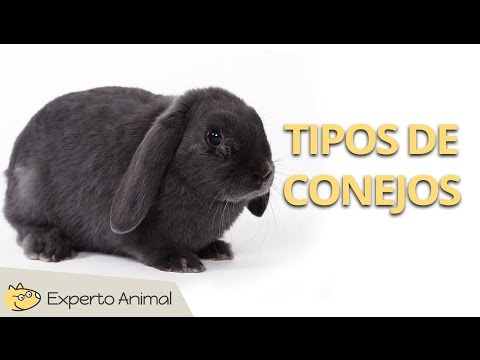 Video: Nombres de conejo más populares del año pasado