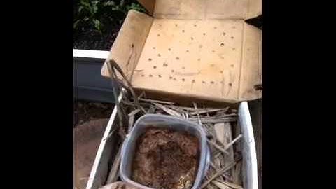 How to make indigenous microorganisms IMO