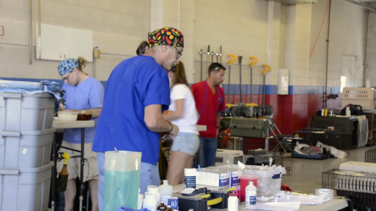 Animal Planet’s ‘Rocky Mountain Vet’ offers free clinic in Cortez