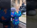 Unlikely Friendship Between Toddler &amp; Silverback Gorilla 🦍👫 #Zoo #Heartwarming