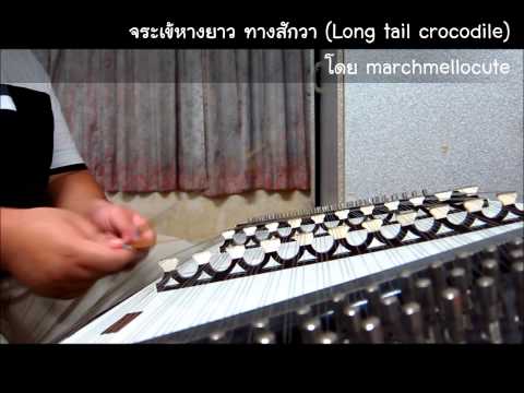 จระเข้หางยาว (ขิม) ทางสักวา The long tail crocodile