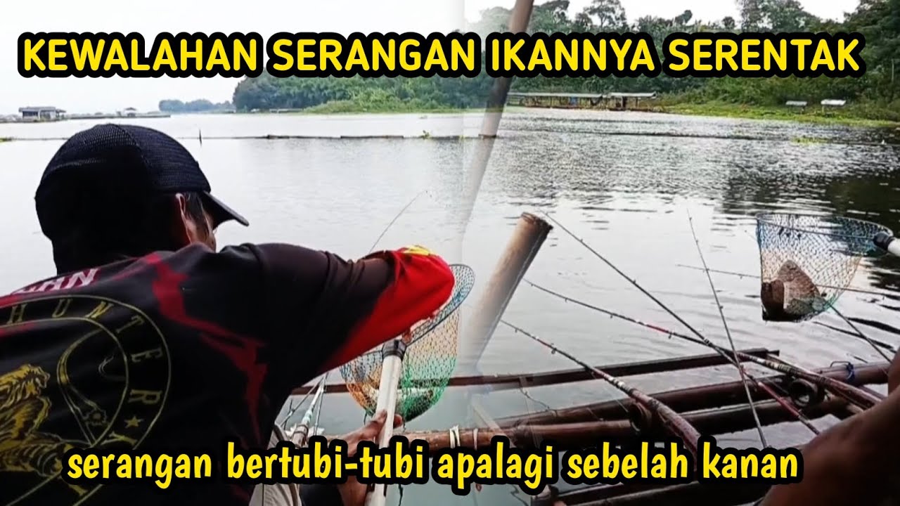 Mancing Cirata Terbaru🔥 Kewalahan Dengan Serangan Ikan yang Serentak!! Serangan bertubi-tubi