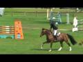 Opium De Coquerie Jumping Stallion SF By Heartbreaker mp3