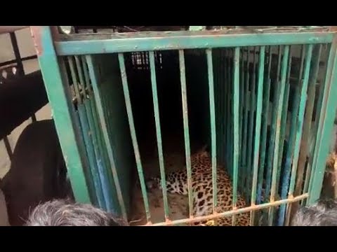 ಕನಕನಗರಕ್ಕೆ ನುಗ್ಗಿದ ಚಿರತೆ