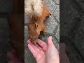 белка прибежала за 🥜#shorts  #squirrel #белка #животныедрузья