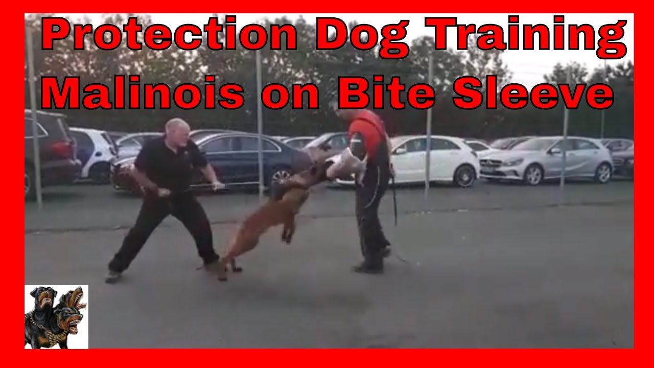 Security Dog Training UK Bite Sleeve Work YouTube
