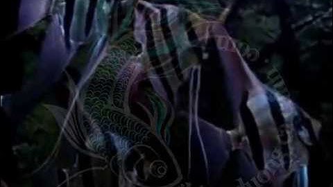 Cá Thần Tiên - Thiên Đường Cá Cảnh