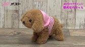 犬のぬいぐるみ で癒されたい Youtube 犬のぬいぐるみ で癒されたい Youtube
