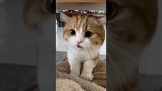 He HATES the Bouncy Leg Ride! 😹 #cat #cute