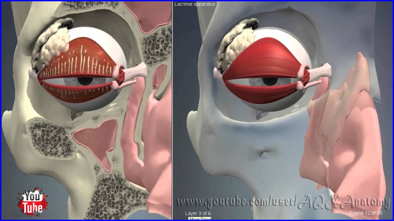 Строение слезного аппарата глаза | 3D Анатомия человека | Внутренние органы