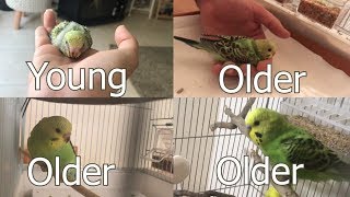 How old is your Budgie? What is your Budgie's age?