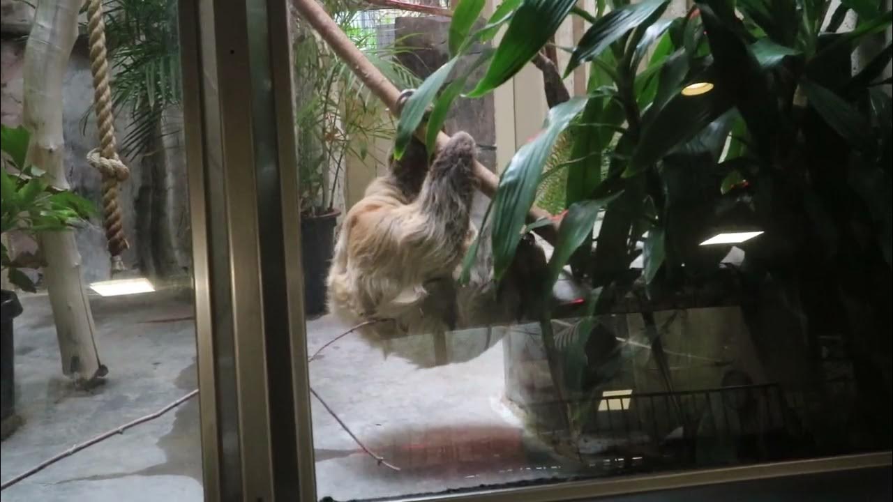 Cleveland Ohio Zoo Sloth YouTube