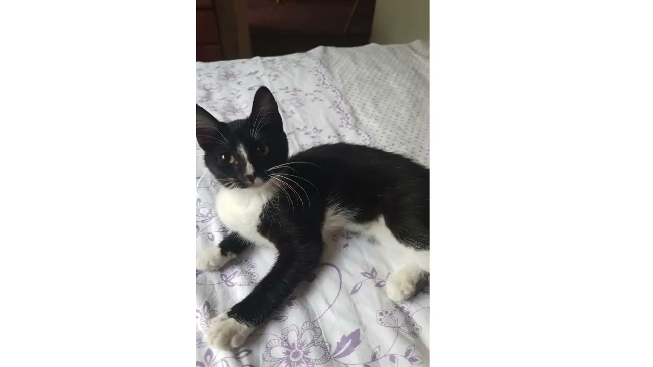 Funny cat without a tail - slides. No lalking. No music.