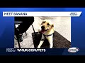 Banana, a sweet 1-year-old Lab mix, seeks a forever home