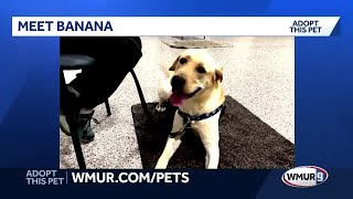 Banana, a sweet 1-year-old Lab mix, seeks a forever home