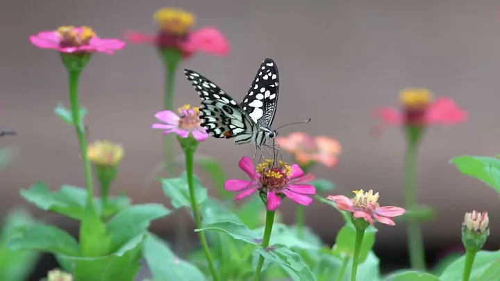 The Butterfly Effect Explained -- How Small Actions Create Big Change