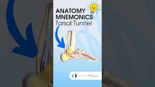 Anatomy Mnemonics: Tarsal Tunnel #anatomy #mnemonics screenshot 3
