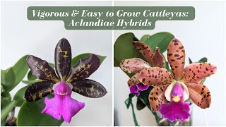 Easy to grow Compact Cattleya Orchids for Beginners | Cattleya Aclandiae Hybrids