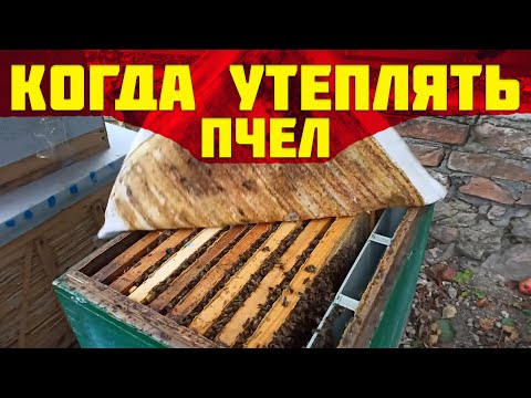 Когда утеплять пчел на пасеке осенью? Холодная зимовка пчел. Почему много расплода у пчел осенью?