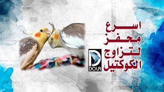 تحفيز طيور الكوكتيل على التزاوج - تزاوج طائر الكوكتيل - أقوي صوت تحفيز