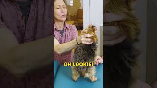 SENIOR Dog with ARTHRITIS gets CRACKED!