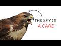 Your Life at Every Level as a Bird Trying to Survive