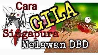 Tips Melawan Nyamuk !!! Pabrik Ternak Nyamuk "Proyek WOLBACHIA" Cara Unik & Gila Singapura lawan DBD