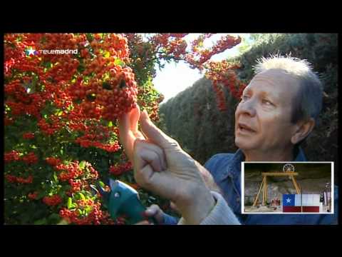 Video: Cómo podar un arbusto de fuego como seto – Cómo cultivar un seto de plantas de arbusto de fuego