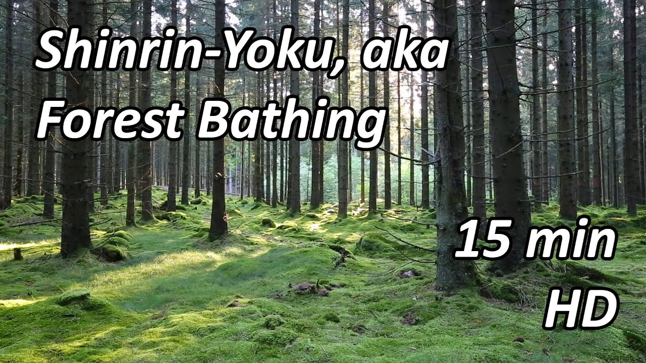 Shinrin-Yoku - Forest Bathing - 15 min HD - YouTube