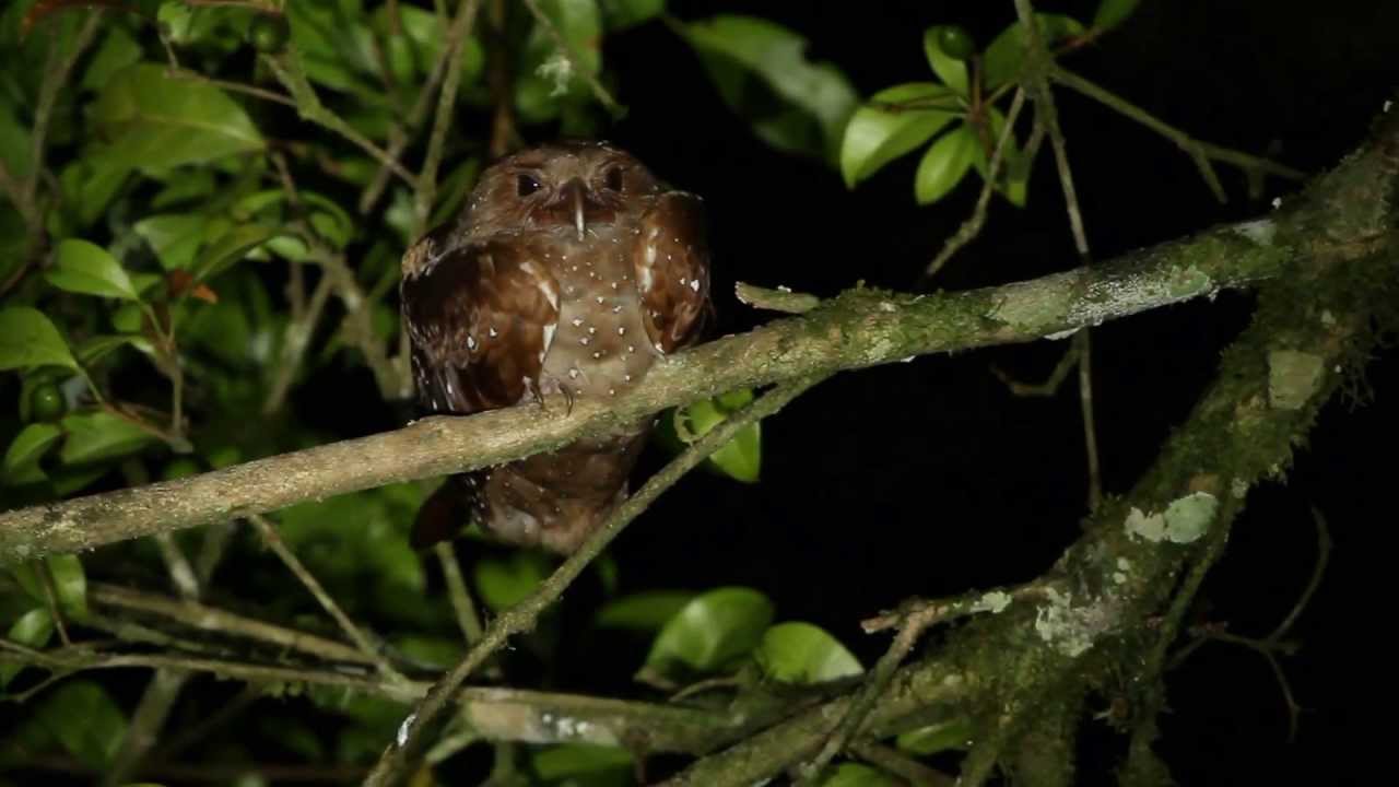 Oilbird, Monteverde, Costa Rica. 