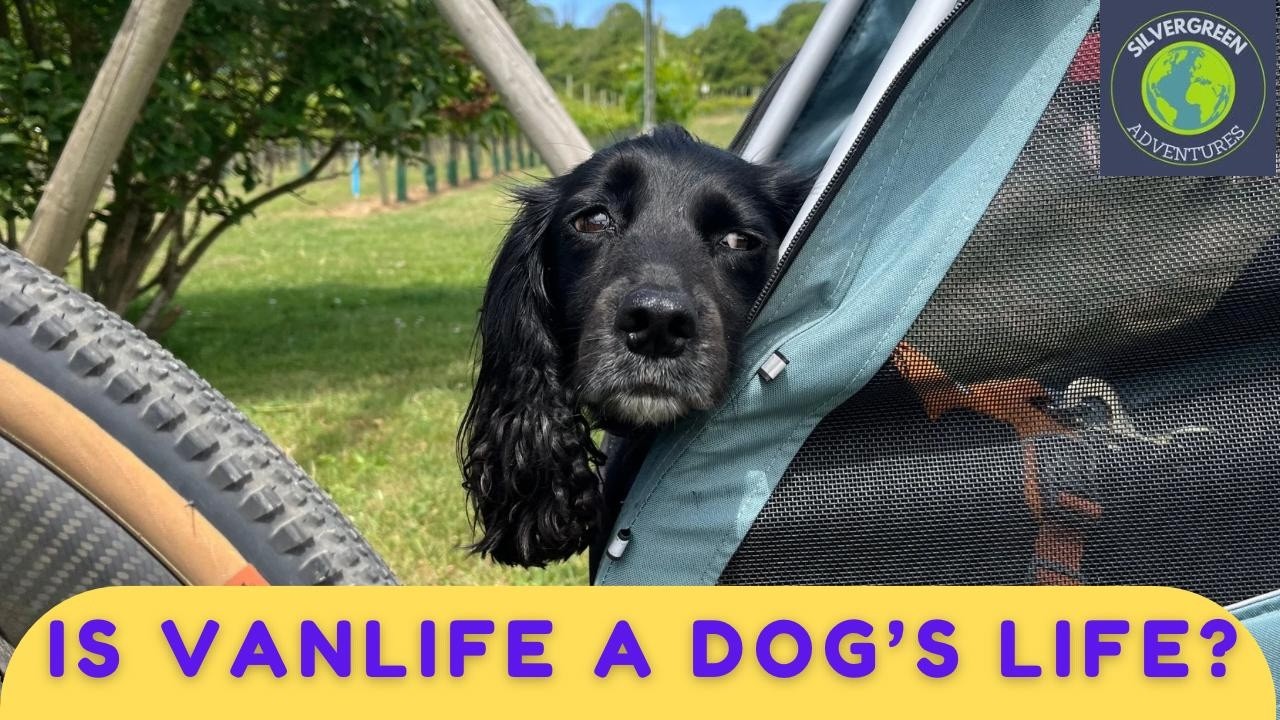 Жизнь в фургоне с собакой. Это не всегда так просто, как кажется. Советы и рекомендации.