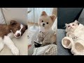 Funny Animal Videos 2022 😂  - Best Dogs And Cats Videos #4 😺😍