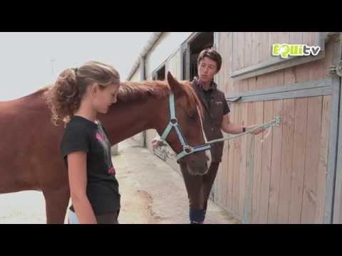Vidéo: Faut-il attacher un cheval ?