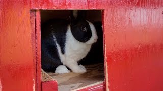 Rabbit Hutch and Run
