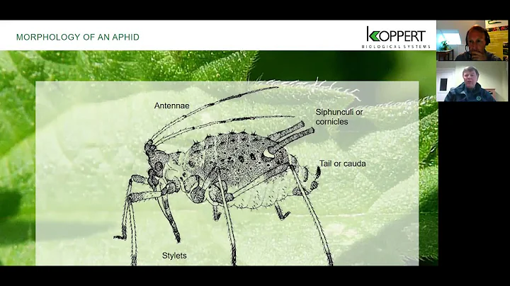 Integrated Pest Management - Aphid pest control - Webinar